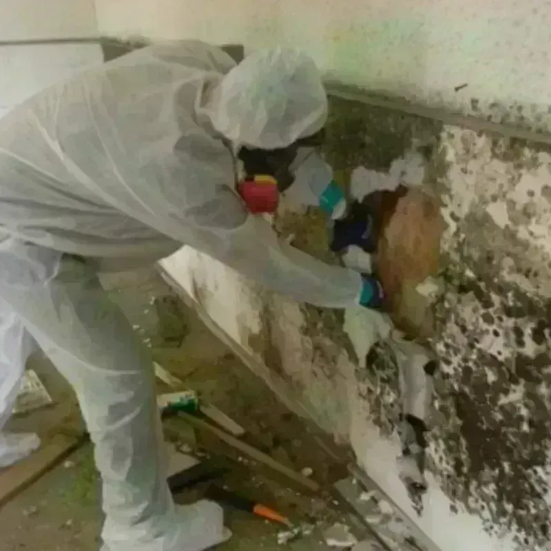 Mold Remediation and Removal in Wayland, MI